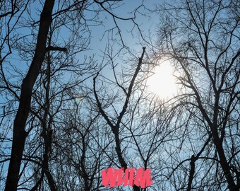 Nature. Trees. Photography.