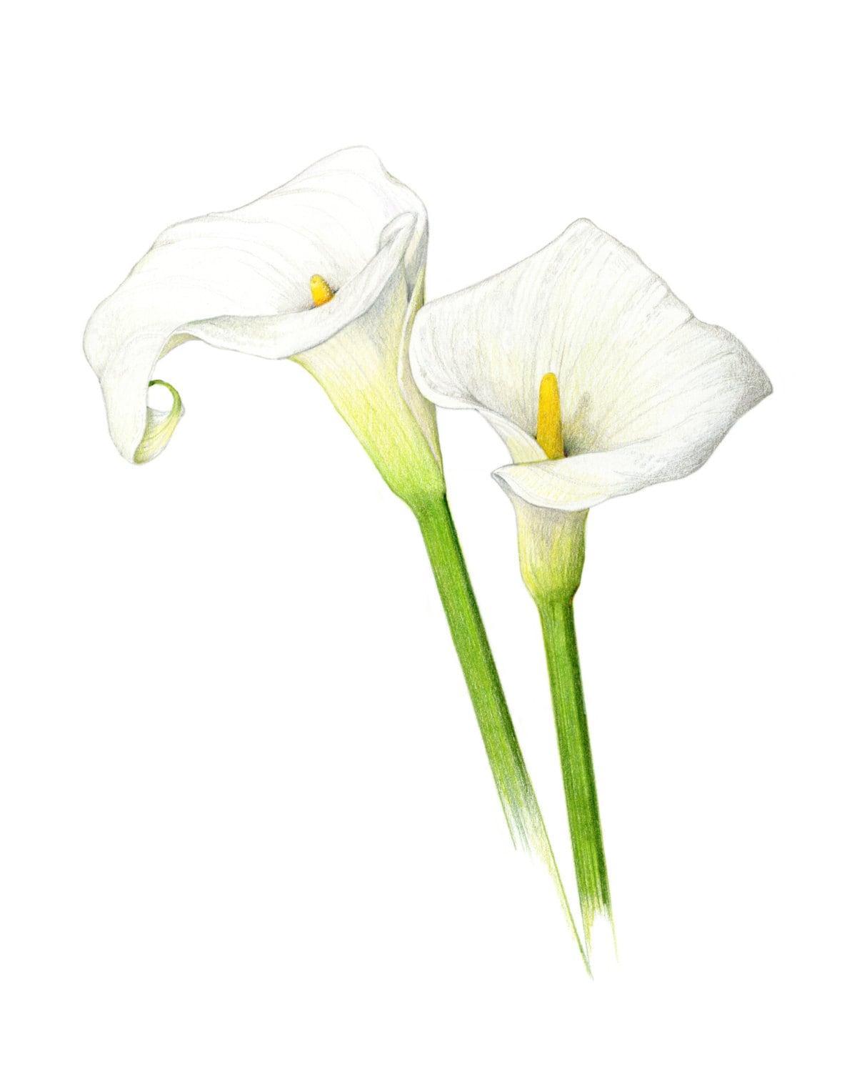 Calla lilies Archival print of my colored pencil drawing