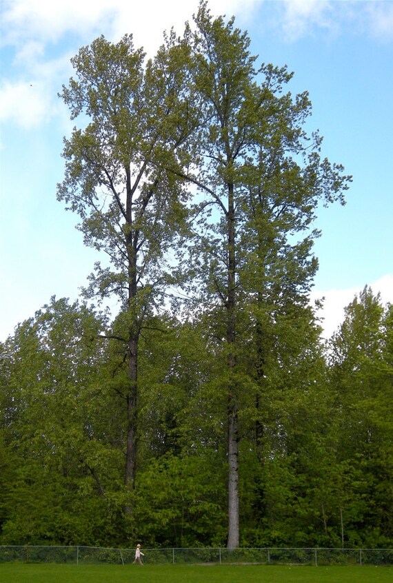 Black Cottonwood Tree Seeds Populus trichocarpa 25 Seeds