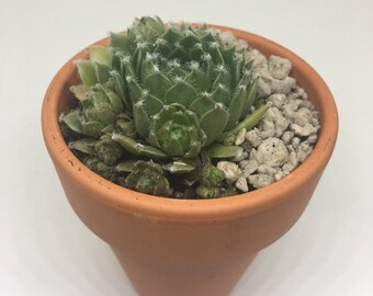 Sempervivum Hens and Chicks