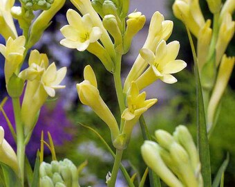 Yellow Baby Tuberose - FRAGRANT - Polianthus - 1 Bulb
