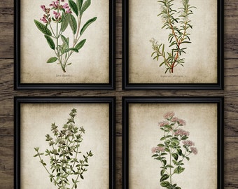 Herb Print Set of 4 - Oregano - Rosemary - Sage - Thyme - Kitchen Art - Printable Art - Set Of Four Prints #168 - INSTANT DOWNLOAD