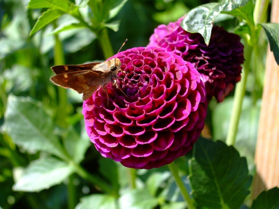 Pink Dahlia with Moth--matted and framed photo