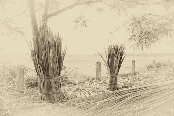 THE HARVEST. Vietnam Prints, Travel Photography, Countryside Picture, Sepia Tone, Limited Edition Print, Giclee Print