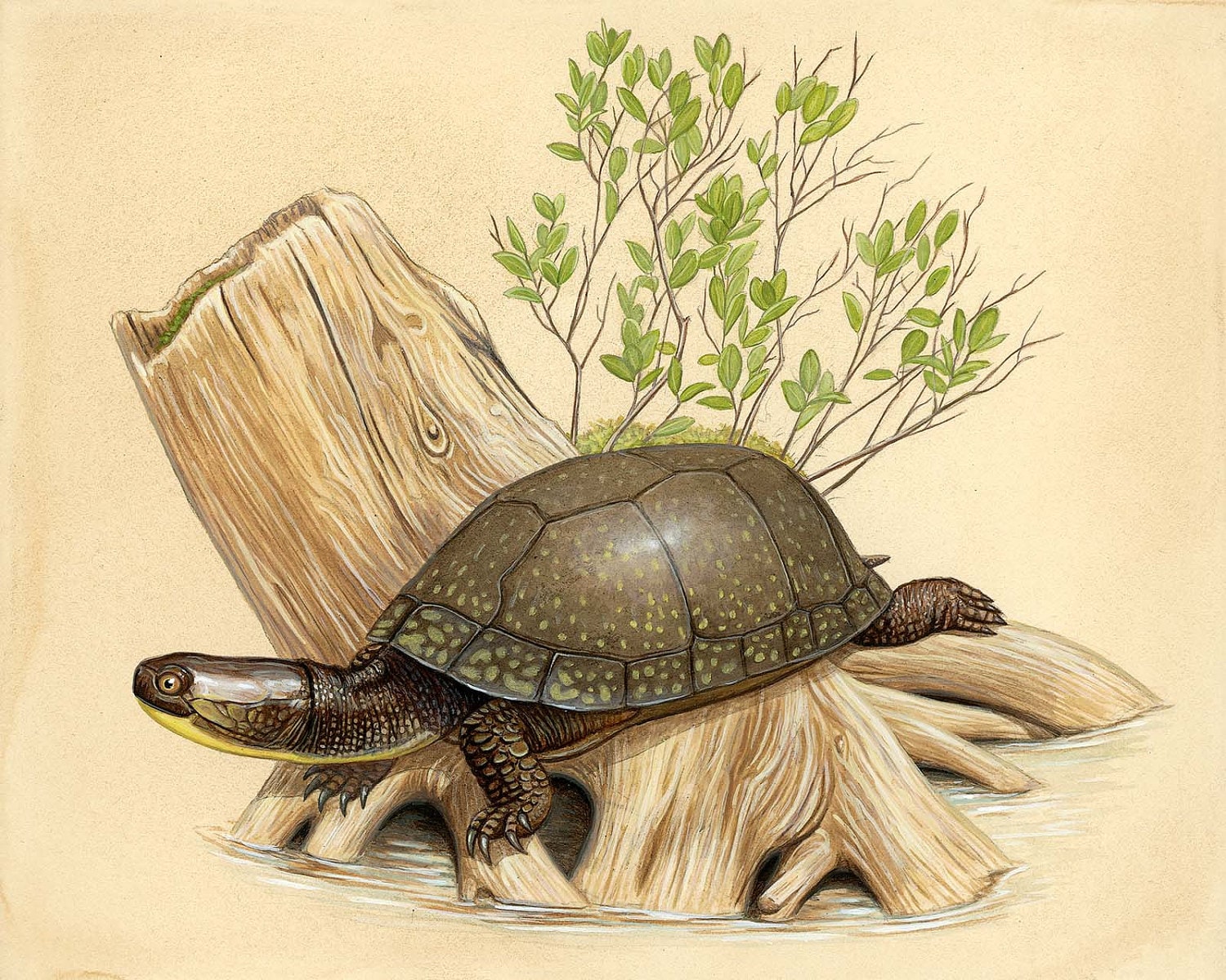 Blanding S Turtle Natural History Blanding S Turtle Natural History