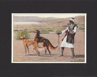 Saluki 1919 Vintage Dog Print by Louis Agassiz Fuertes Small Gazelle Hound Print Mounted with Mat Saluki Print Saluki Hound Print