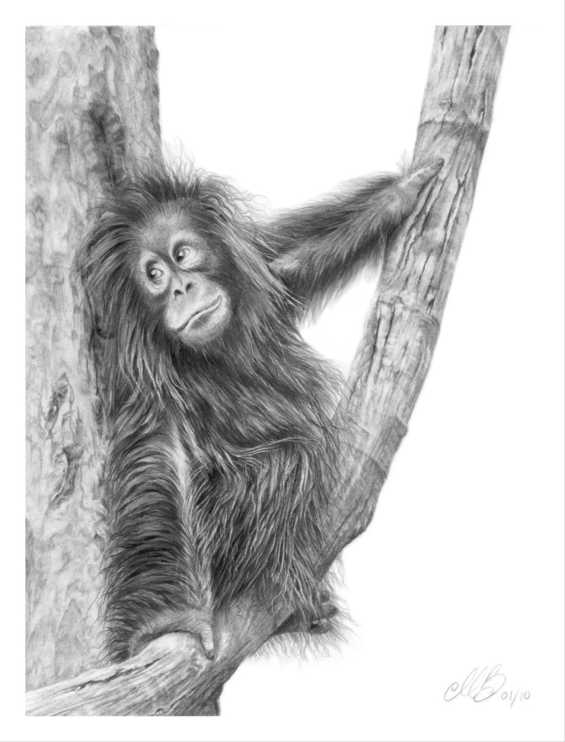 Orangutan Pencil Drawing Art Print / Greetings Card primate