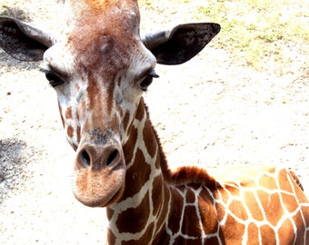 digital download, zoo, giraffe, home decor