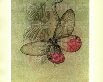 1950 Old butterfly print Callitaera Aurora Butterffly wall hanging Vintage butterfly poster Butterfly gift Brown butterfly Entomology gift