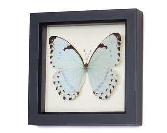 Framed Butterfly Display, Mint Morpho Insect Art