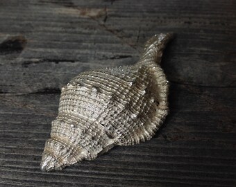The Giving Wave. A big, hand cast, solid sterling silver seashell.