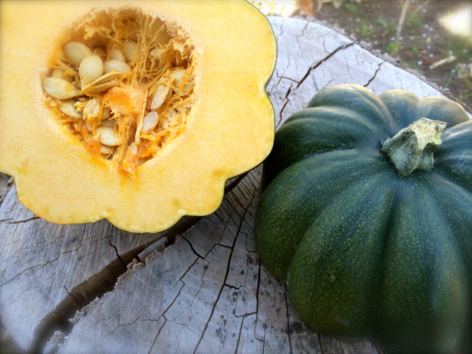 Acorn Squash Sweet REBA Open Pollinated Bush Type Variety