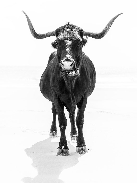 Cow Prints, Long Horned Bull, Animal Print, Black and White, Animal Portrait, Monochrome Print, Large Black and White Prints