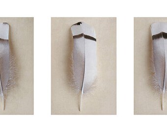 Alyson Fennell (Egyptian Goose Feather Triptych) Art Print 50 x 100cm PPR41164