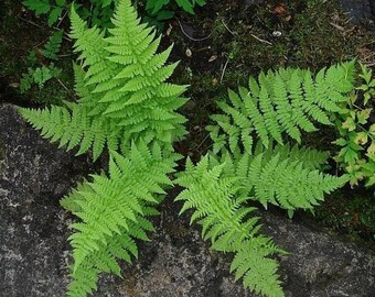 5 LADY FERNS bare root