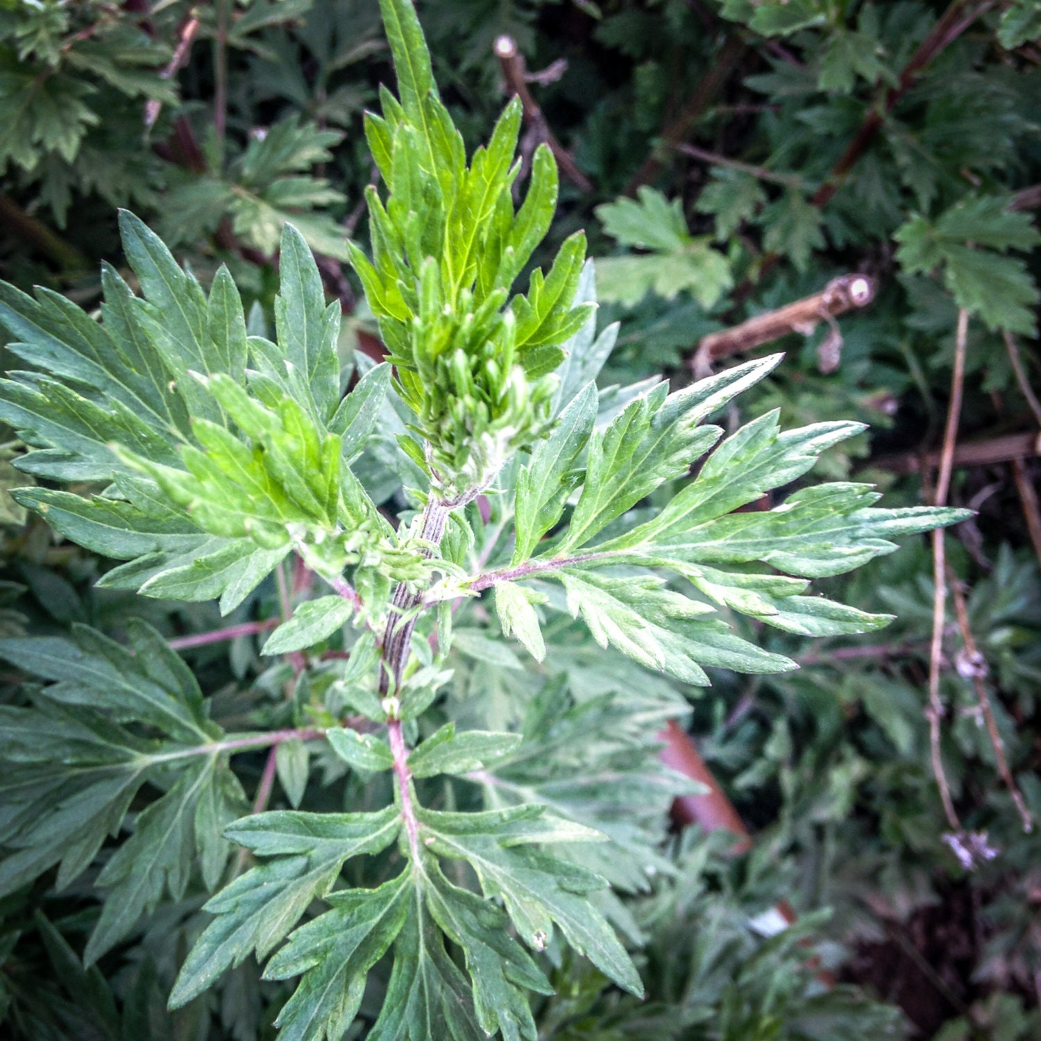 Oriental Mugwort Seeds (200) Certified Organic, NonGMO, Heirloom