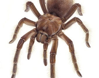 Theraphosa stirmi - Burgundy Goliath Birdeater - A4 size limited edition art print