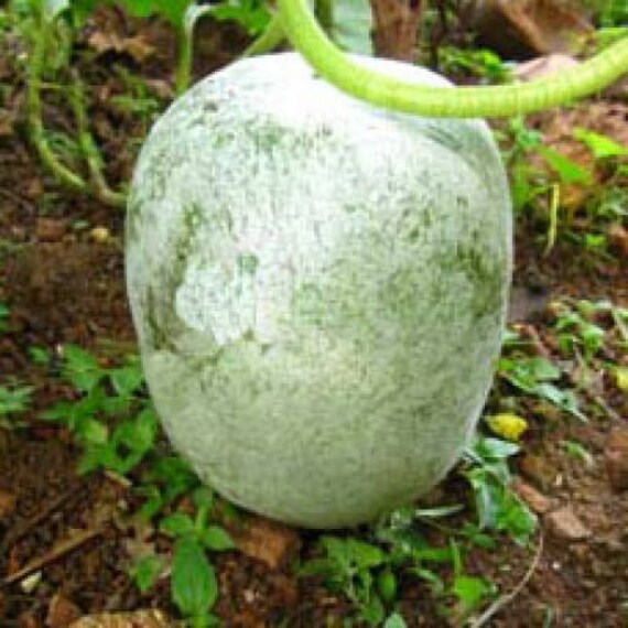 100 Seeds Ash Gourd White Wax Gourd Winter Melon