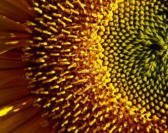 Beauty of a sunflower