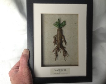 Framed model of Mandrake, Mandragora officinarum, Alruin