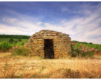 Color photo print: cadole in vines (Burgundy)