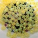 1000 Pcs 5mm Citrine Lemon Yellow Jelly AB Flatback Resin Rhinestones Flat Back Gems