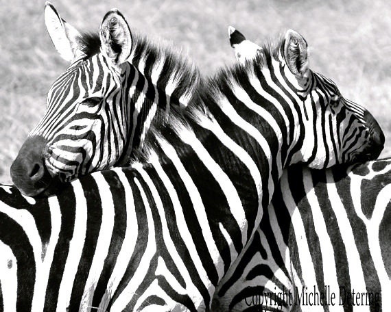 Zebra hug zebra photography black and white photography Zebra hug zebra photography black and white photography