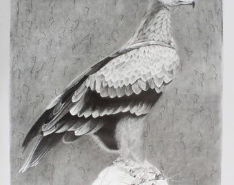 Eagle holding A Diamond