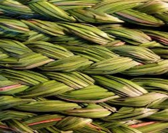 Sweet Grass Seeds, Hierochloe odorata, Sacred Ceremonial Braided Grass, Basket Weaving, Native and Shamanic Plant, Medicinal Herb