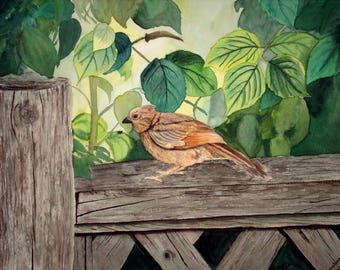 Baby Cardinal- Wall art