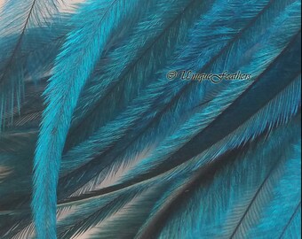 Turquoise Craft Feathers Cruelty Free Craft Feathers Turquoise Feathers Turquoise Emu Feathers DIY Accessories Hair Feather Supplies, 10 pcs