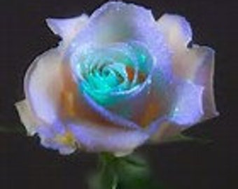 Grow Your Own Natural Light Crystal Roses 20 Organic Rose Seeds