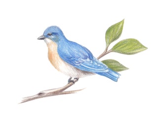 Bluebird Illustration, digital download for a 5" x 7"