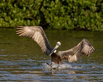 Brown Pelican Smooth Landing