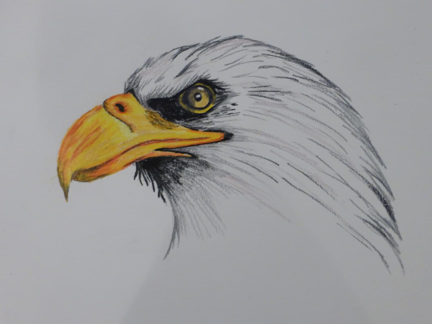 Bald Eagle Colored Pencil Drawing Print Bald Eagle Colored Pencil Drawing Print