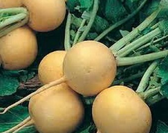 Turnip- Amber Globe- 100 Seeds