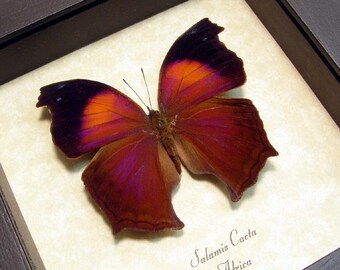 Salamis Cacta Iridescent Lilac Mother-of-Pearl or Lilac Butterfly Beauty 422