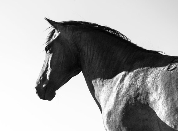 Black Horse, Black Beauty, Horse Print, Equine Prints, Black and White Print, Animal Print, Black Stallion,