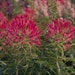 50 Cleome Spider Plant Cherry Queen * 50 Seeds ...seeds galore