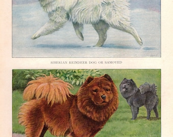 1927 Original Vintage Dog Print by LOUIS AGASSIZ FUERTES Samoyed Chowchow