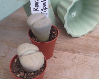 Lithops Plant *You pick the variety*