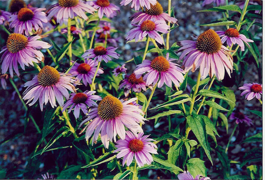 25+ ECHINACEA PURPLE CONEFLOWER / Perennial / Deer Resistant