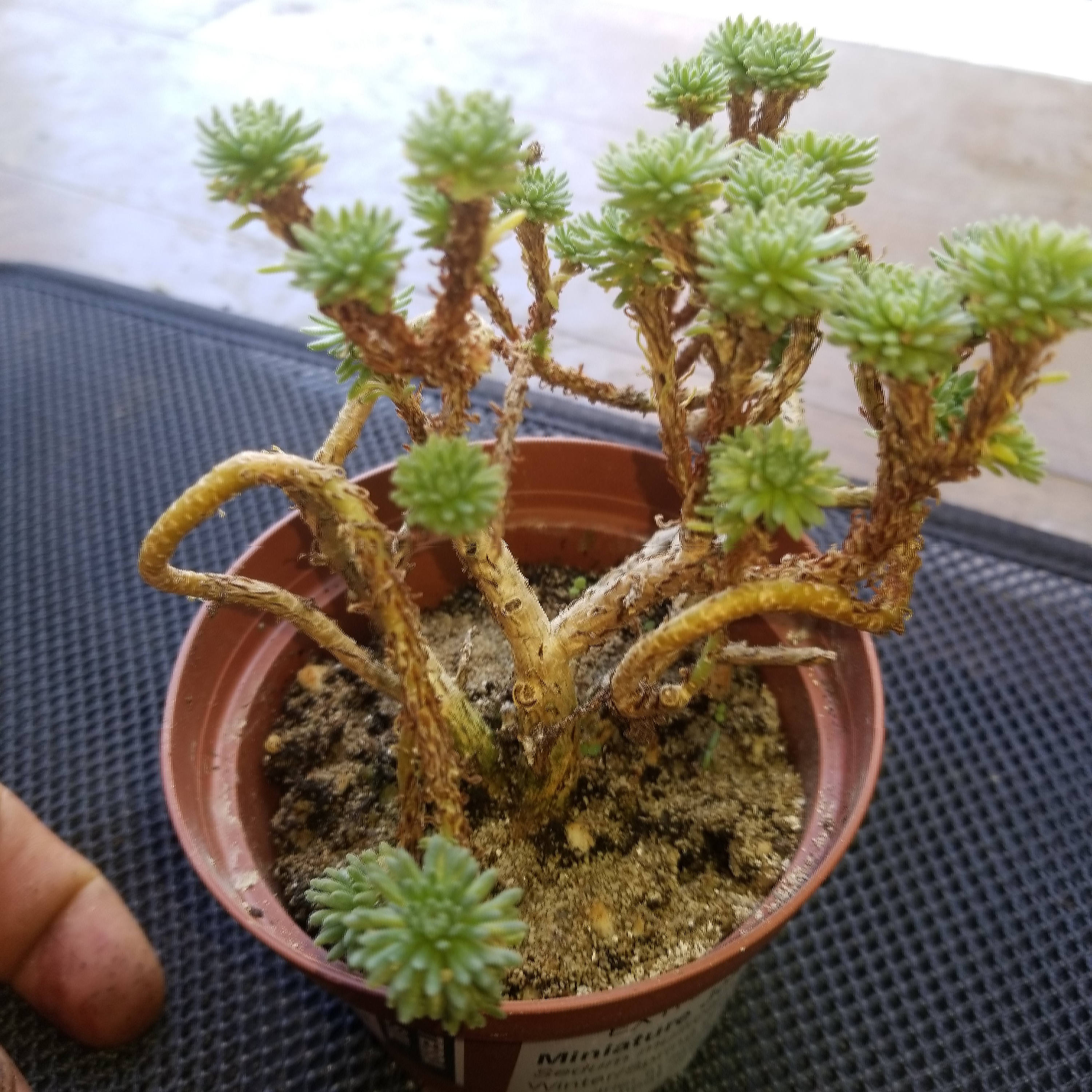 Sedum Muliceps aka Miniature Joshua Tree Very Rare Succulent