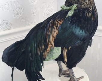 Chicken Diapers Extra Large- Perfect Chicken Diaper for Extra Large Hens or Roosters