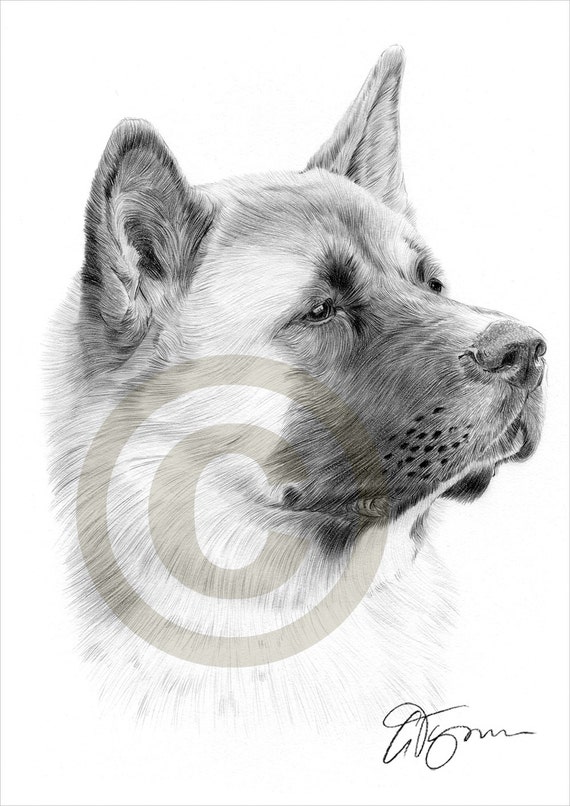 Dog Japanese Akita pencil drawing print A4 size artwork