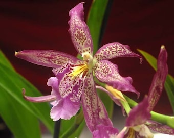 Beallara Marfitch 'Howard's Dream' AM/AOS orchid