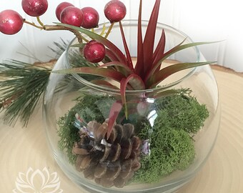 Tillandsia Holiday Terraium Bowl by Zentilly©