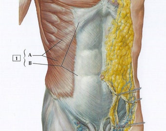 Anterior Abdominal Wall, Superficial Dissection Anatomy Flash Card by Frank H. Netter to Frame or for Paper Arts PSS 3340