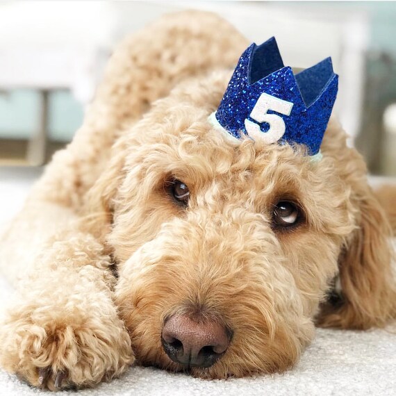 Party Animal || Pet Birthday Party || Animal Party Hat || Cat Kitty Puppy Pig Birthday Crown Hat || Dog Gift || Pet Clothing || Dog Tag