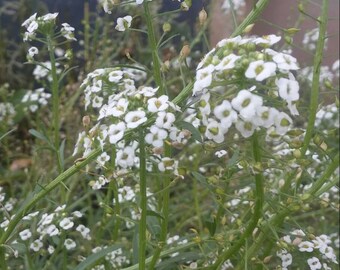 Seeds - Alyssum, Carpet of Snow - 100 ct.